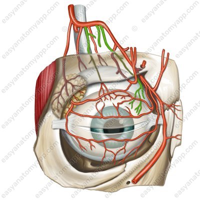 Muscular arteries (arteriae musculares)